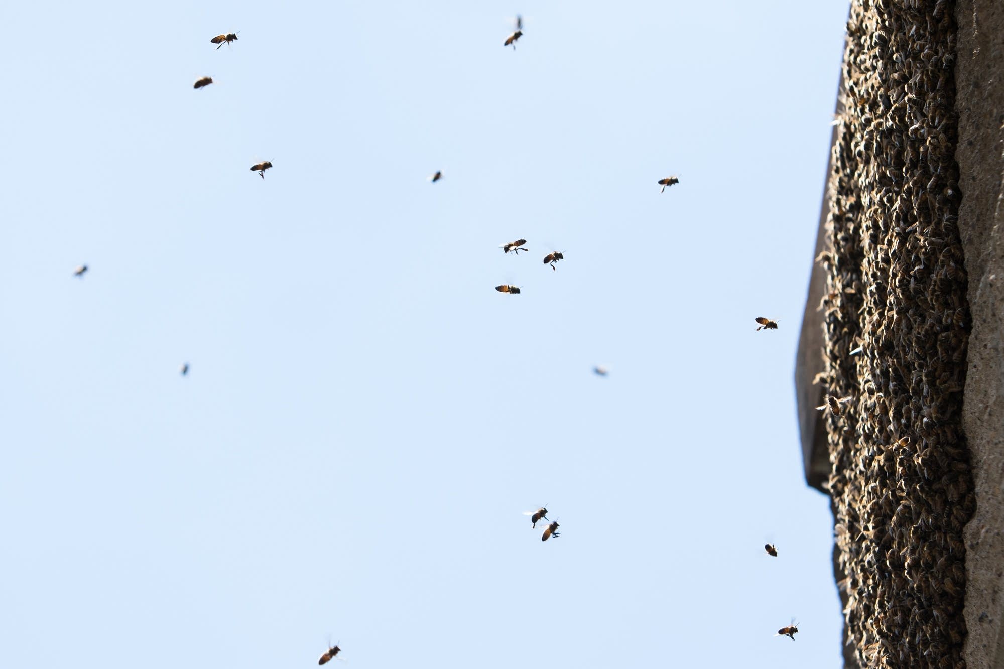 Honey bees fly on and off an exterior wall.