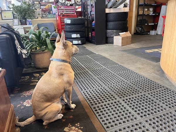 A dog sitting in the lobby of an auto repair shop