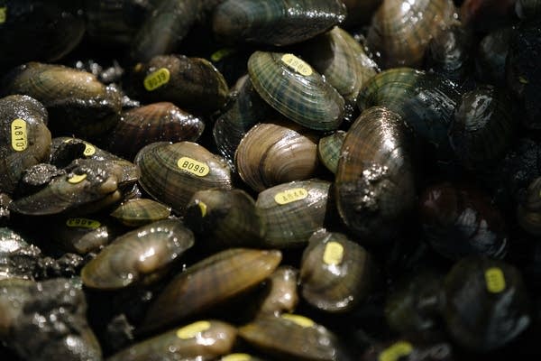 Bunches of mussels with yellow stickers sit in a pile.