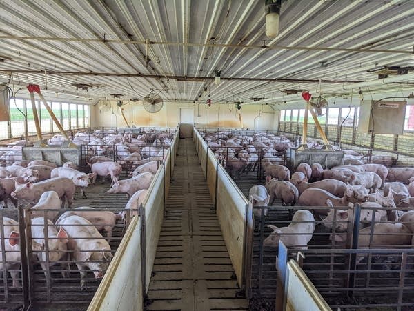 Inside of a pig barn. Pigs are packed in closely through many rectangular pens.