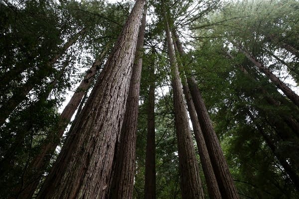 A fight over vineyards pits redwoods against red wine