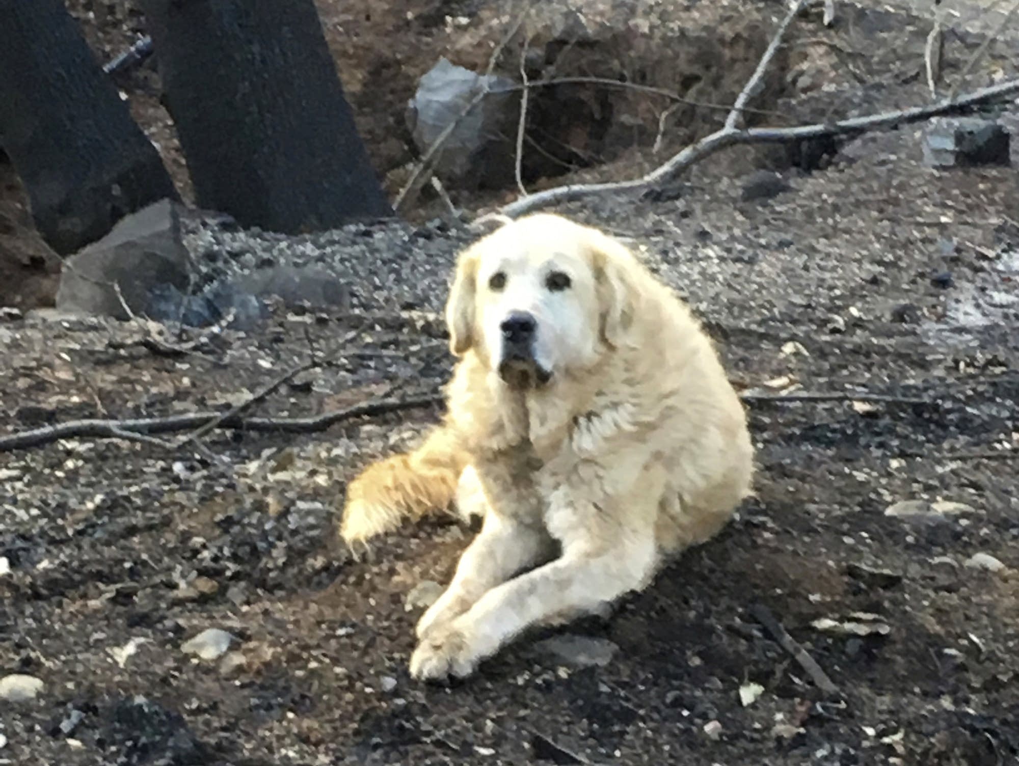 Dog survives California wildfires
