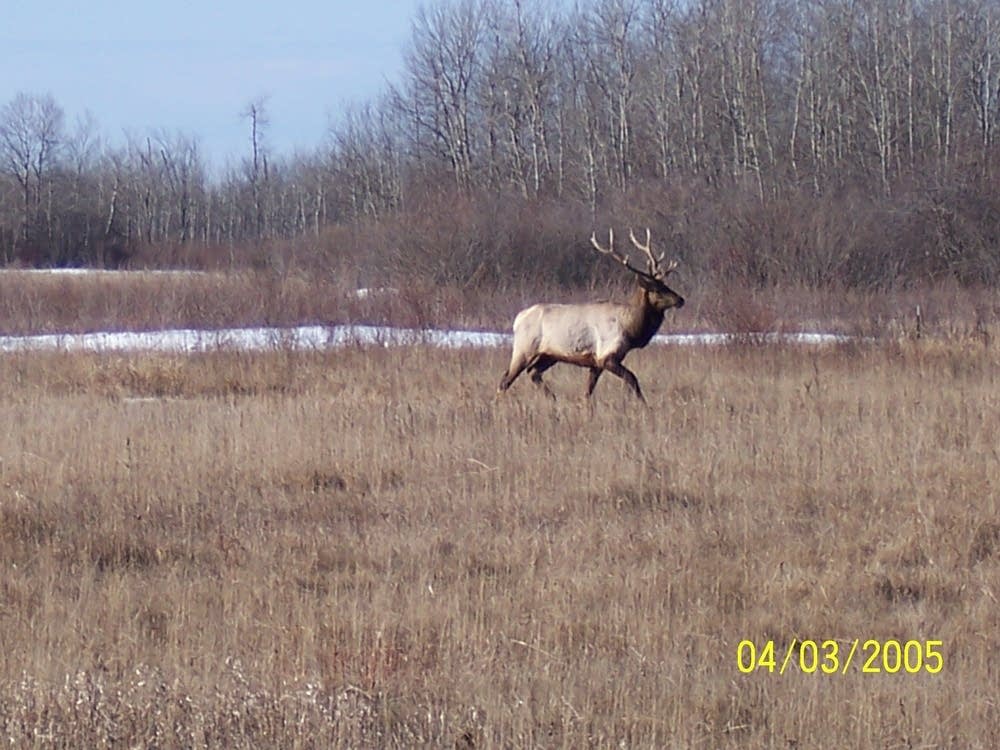 State will issue permits to hunt two elk herds The Current