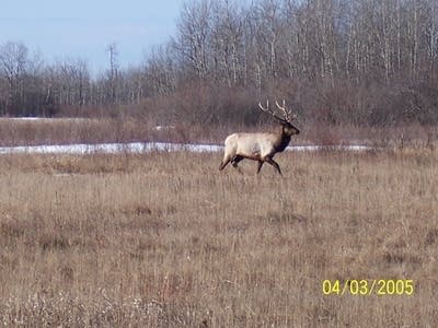 Minnesota Elk herd