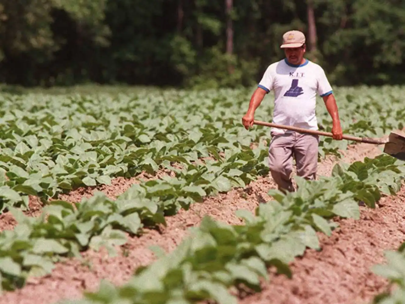 Weather and trade tensions worry tobacco farmers