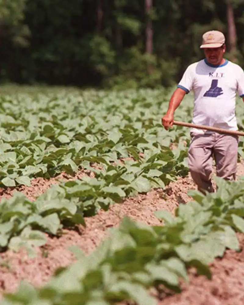 egg farmers learn from tobacco farmers Harvesting and Hanging in Kentucky Specializing in the broadleaf tobacco used to bind cigars Weather and trade tensions worry