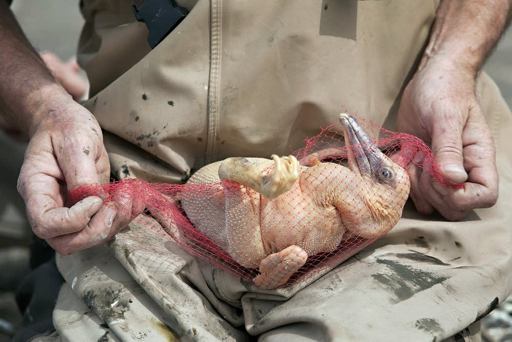 Chick in netting