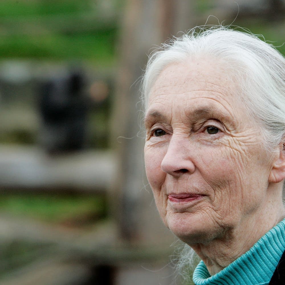 Eight women who made their mark in a man's field | MPR News