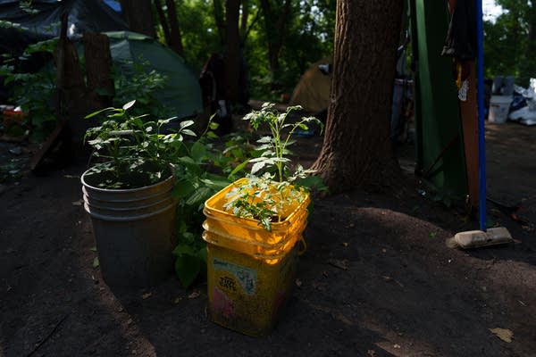Plants grow in plastic buckets in the woods.