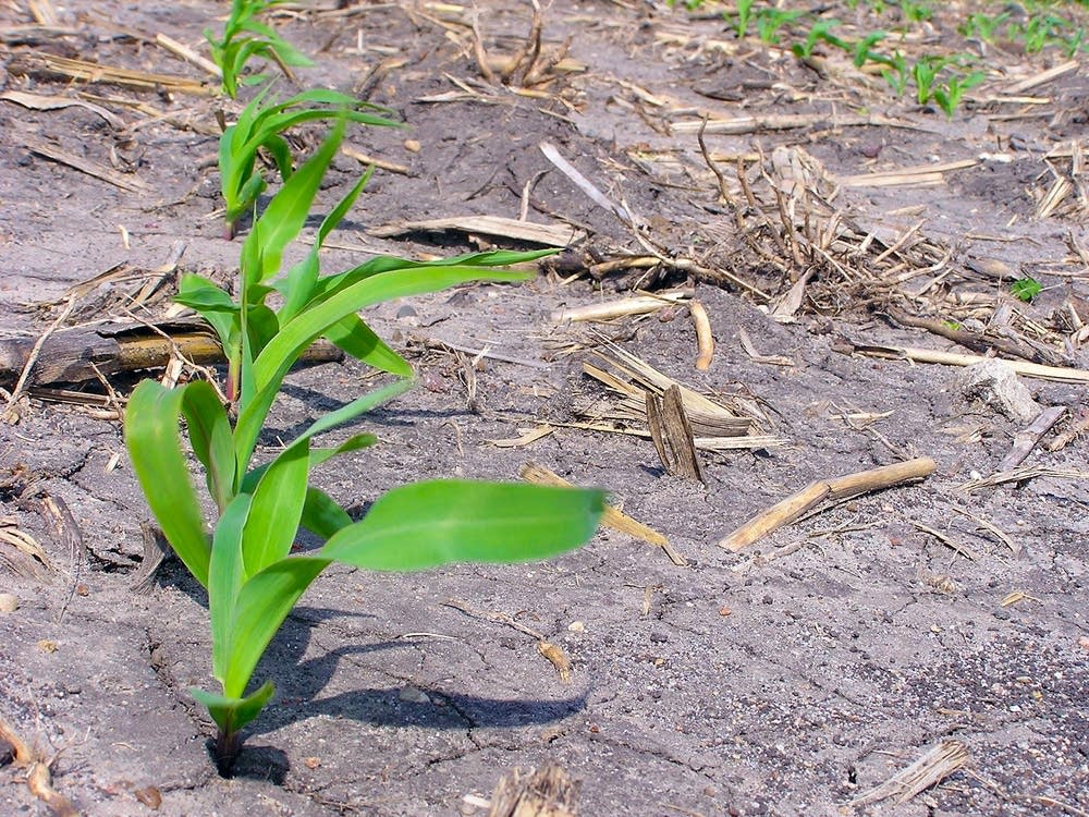 Corn outlook