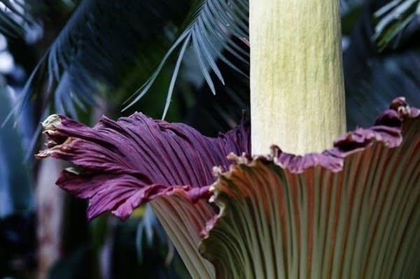 9:30 Coffee Break: Flowers and plants
