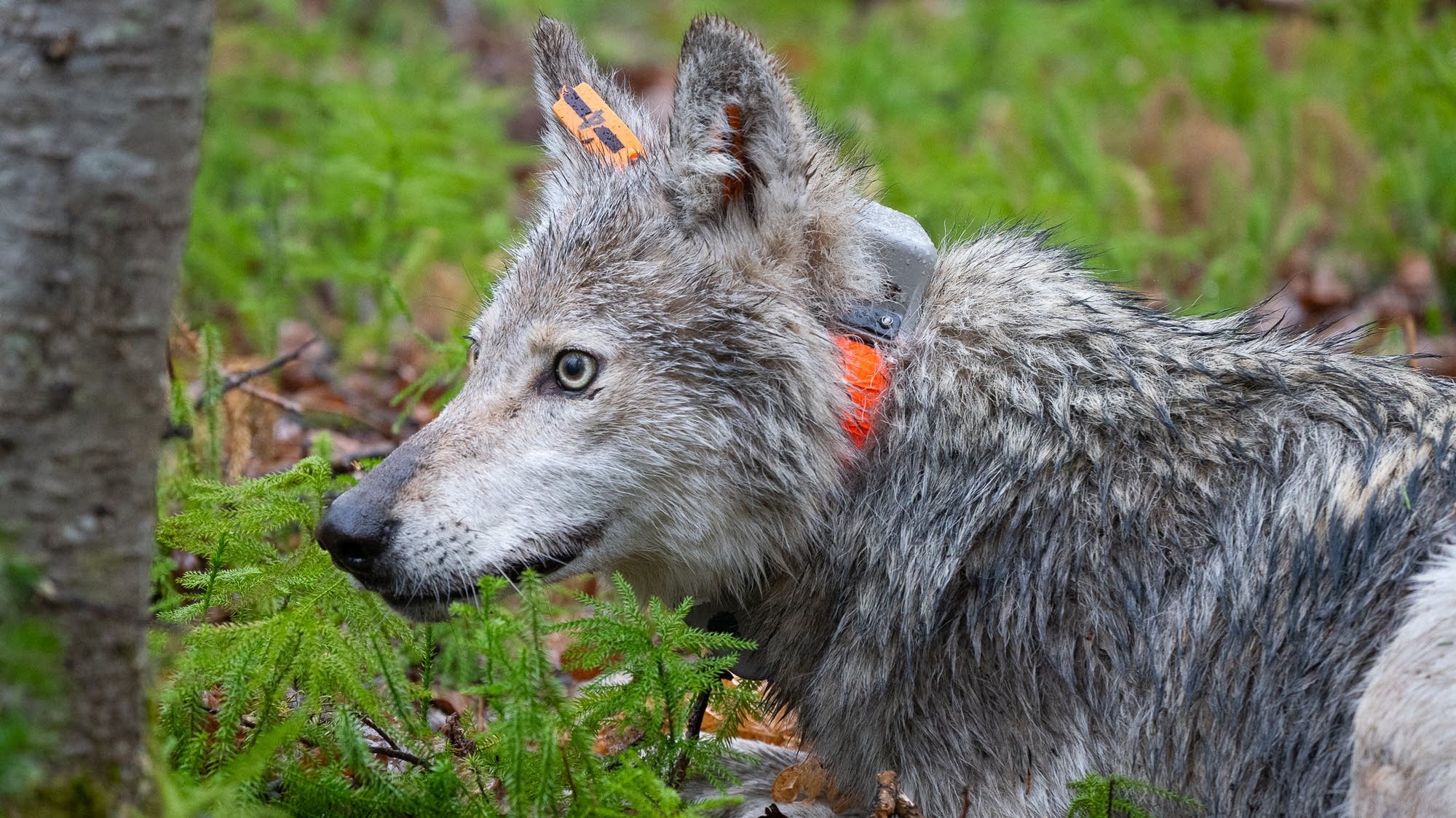 Research shows wolf population changes follow trends in deer, not the other way around