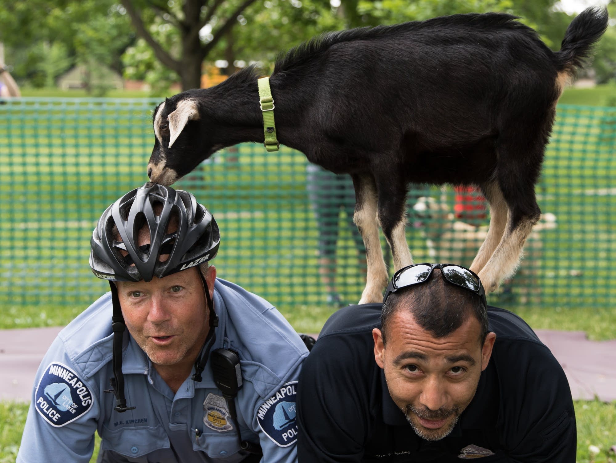 Goat yoga