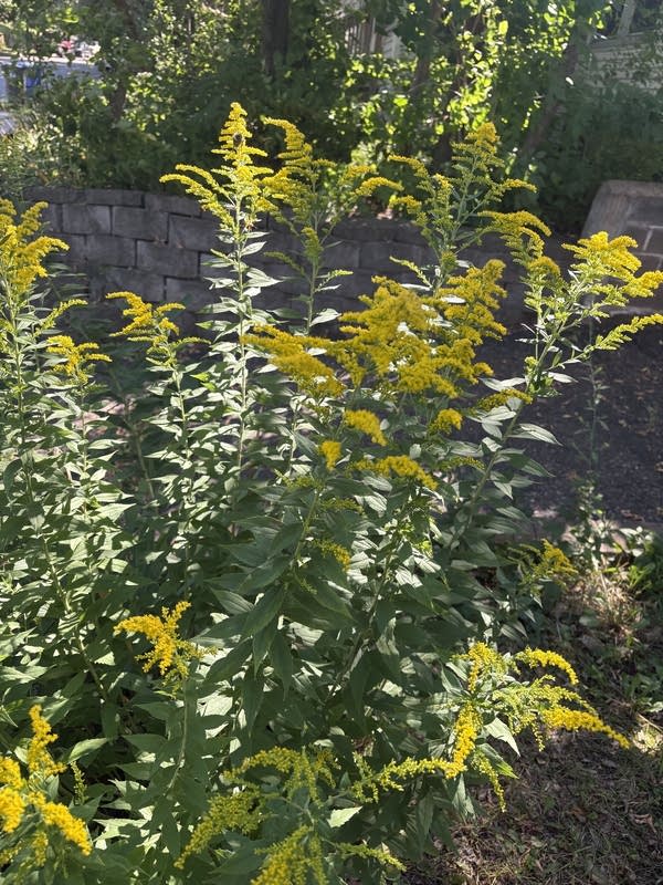 Goldenrod in MN