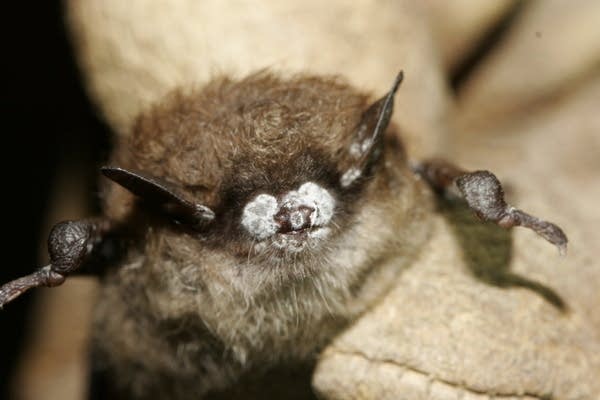 Minn. officials on lookout for bat-killing disease