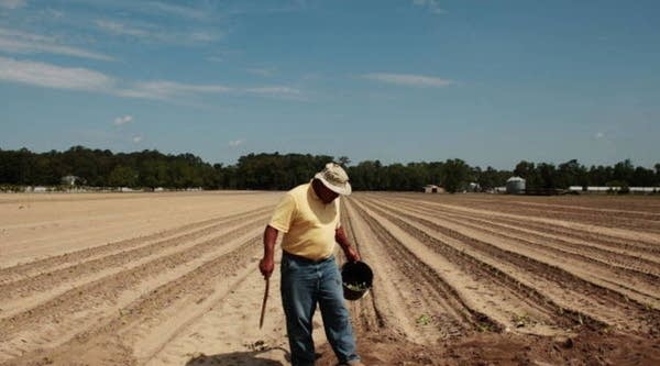 A Hispanic migrant laborer works on planting tobacco May 4, 2009 in Vander, N.C.