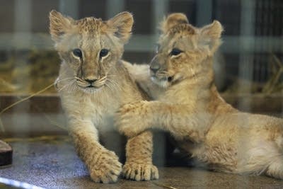 Two lion cubs play with each other