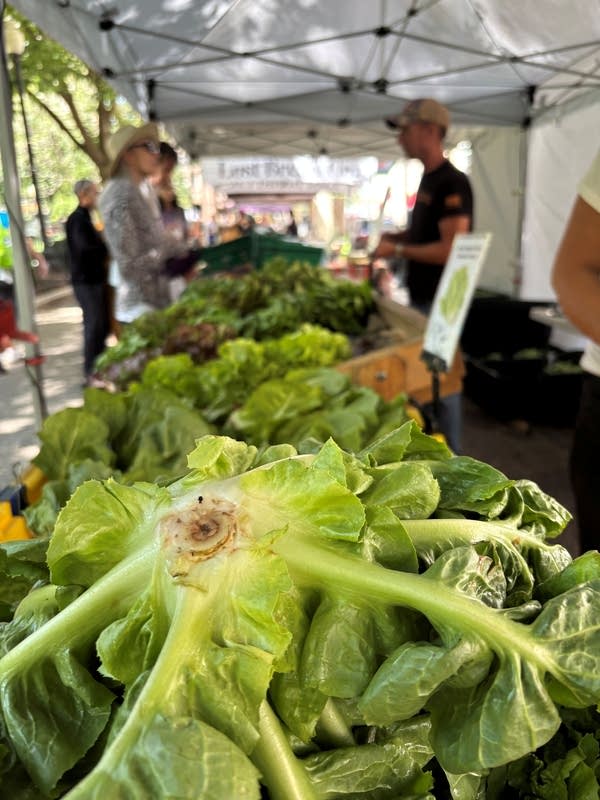 Lettuce close-up