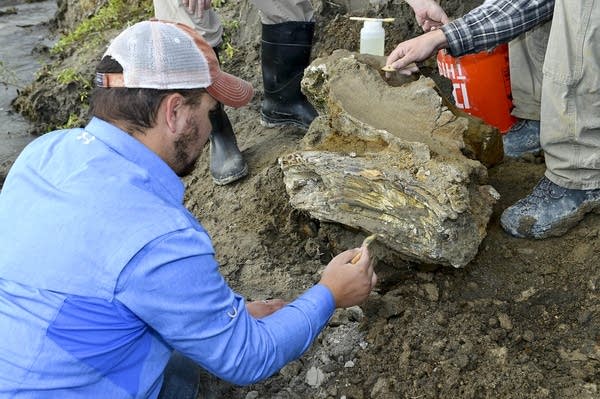 Possible complete mammoth skeleton found in Idaho