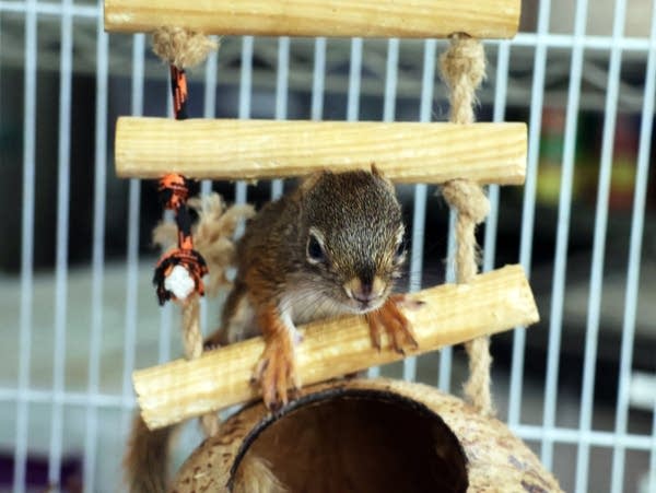 a baby squirrel climbs on a small ladder