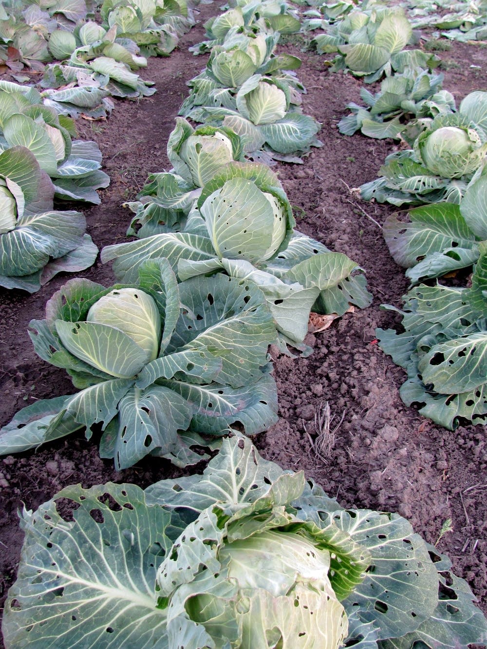 Cabbages at Great River Gardens