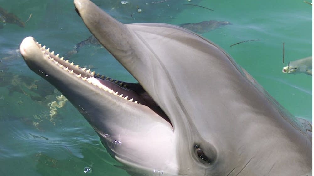 a73b0a-20080818-dolphin.jpg