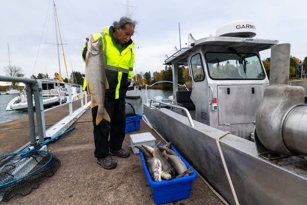 Lake Superior tribal lake trout netting