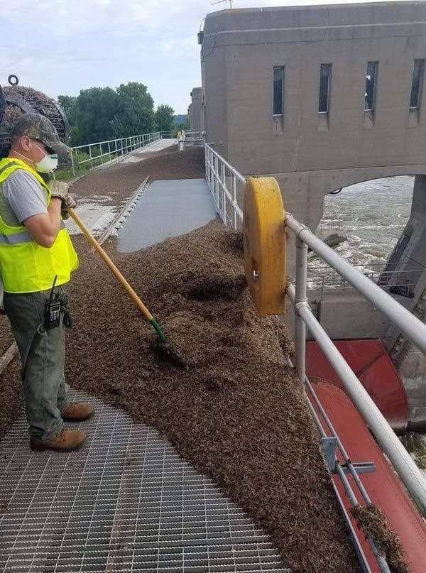Invasion of the mayflies