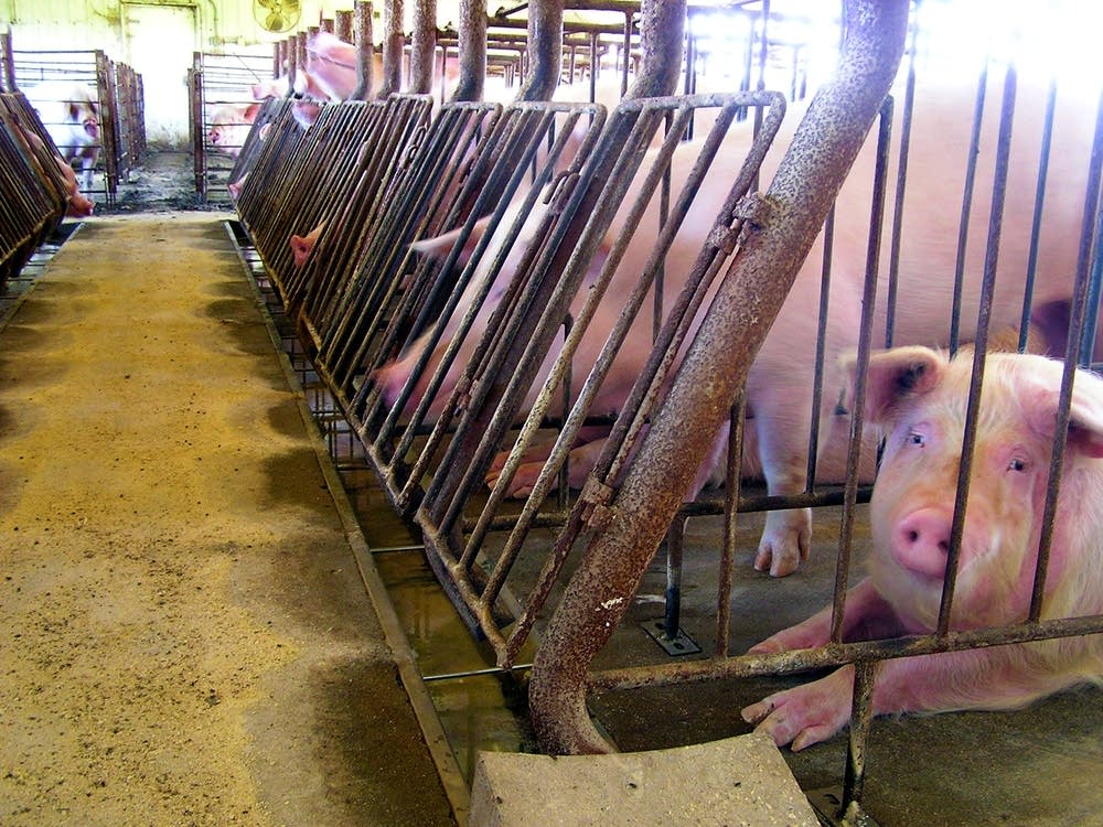 Fderal rule on livestock sales