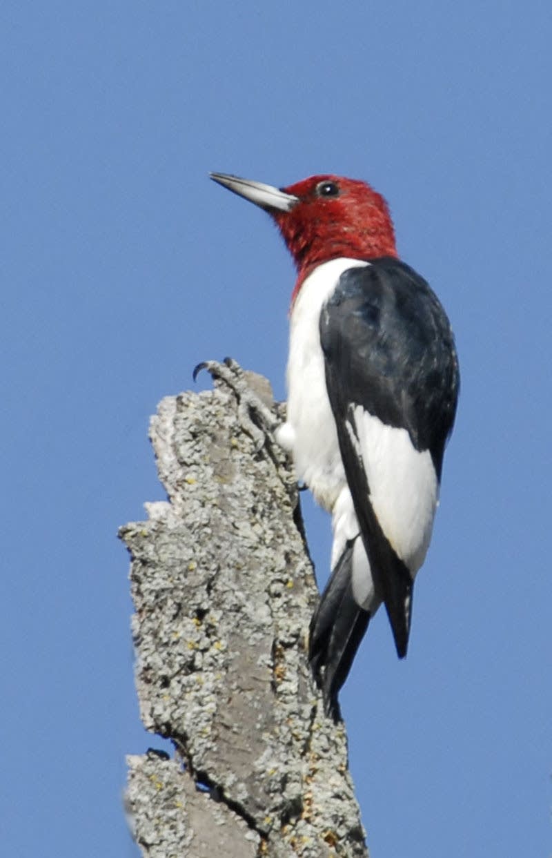 'Save that snag' for red-headed woodpeckers | MPR News