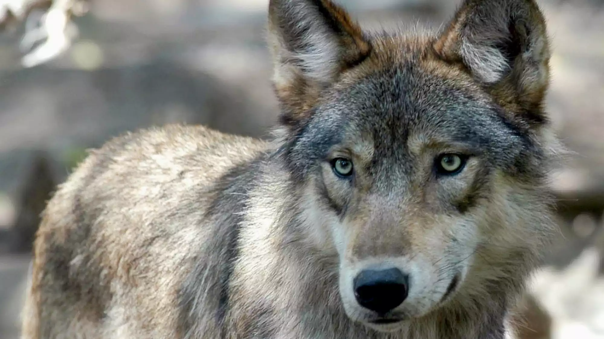 Minnesota House votes to ban recreational wolf hunting - Vimarsana News