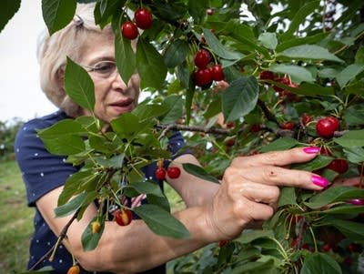 A person picks cherries