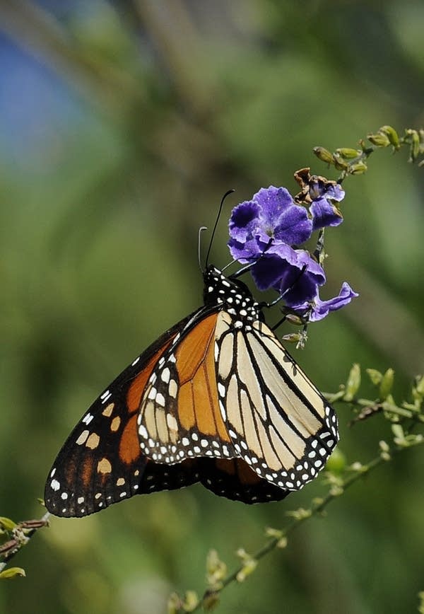 Monarch Butterfly