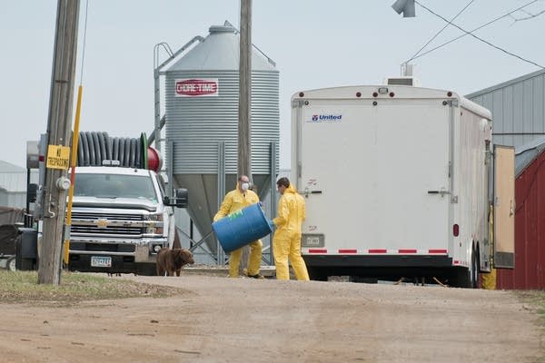 Cleaning up the turkey farm