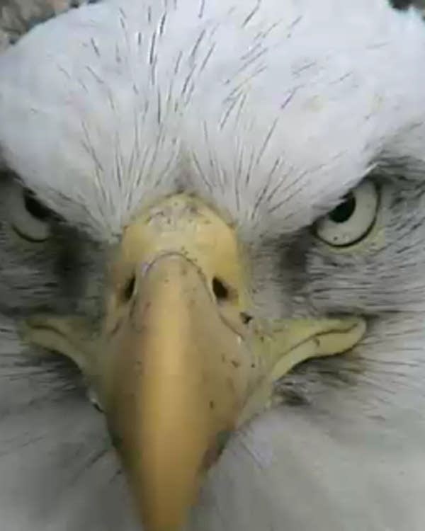 Decorah eagles live feed hot sale