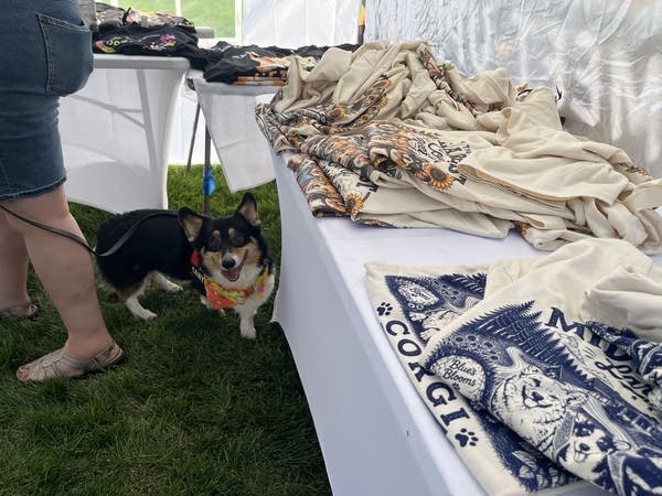 Merchandise sits on a table while a corgi walks near the table.