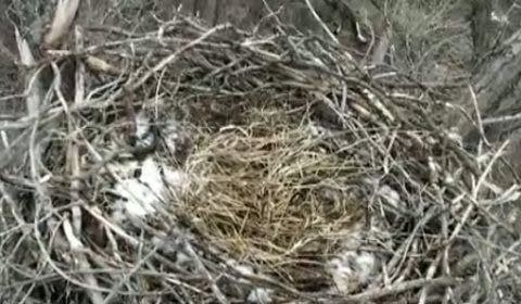 Watching eagles