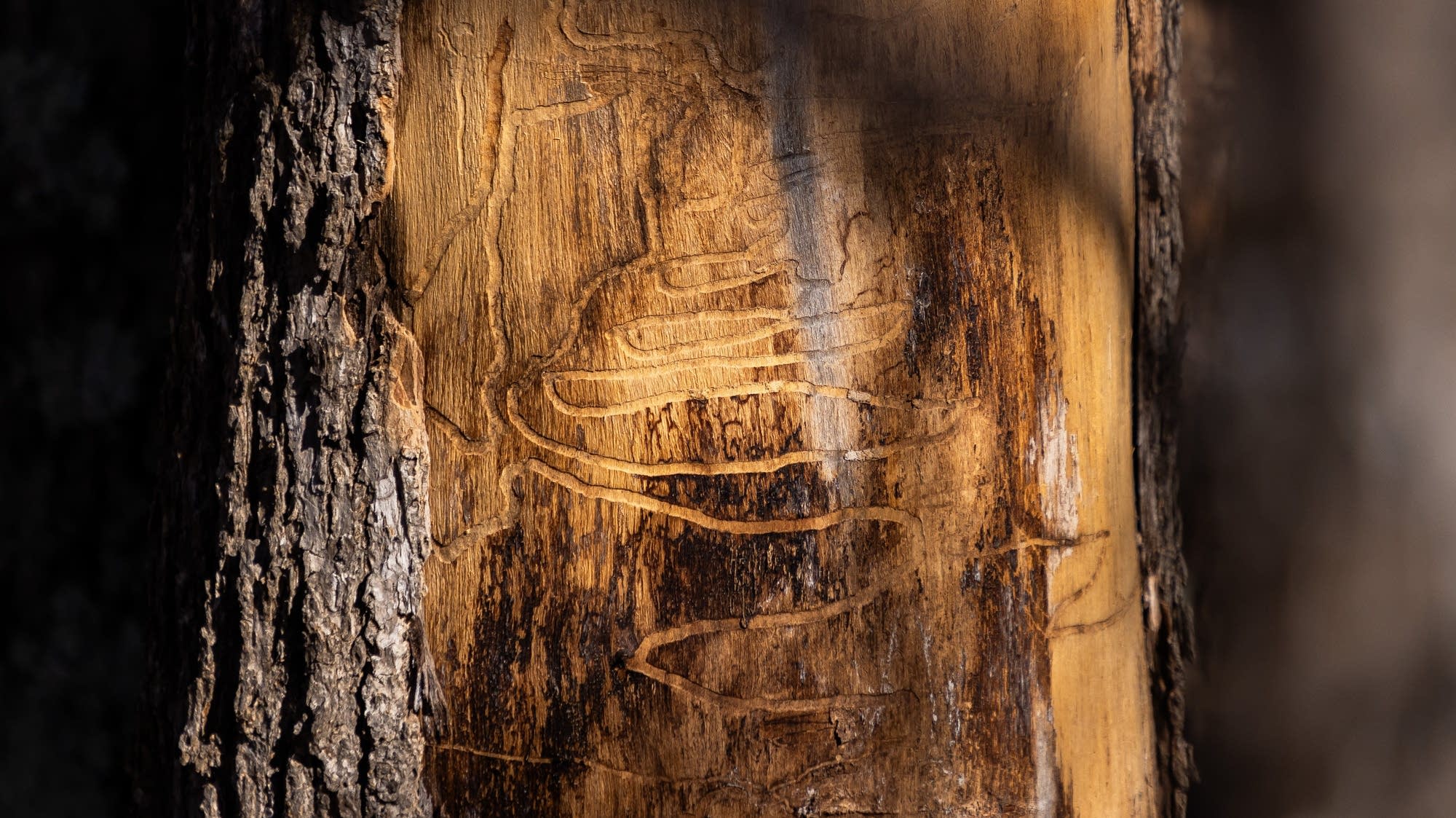 Minnesota offering communities $1.7M to fight ash borer