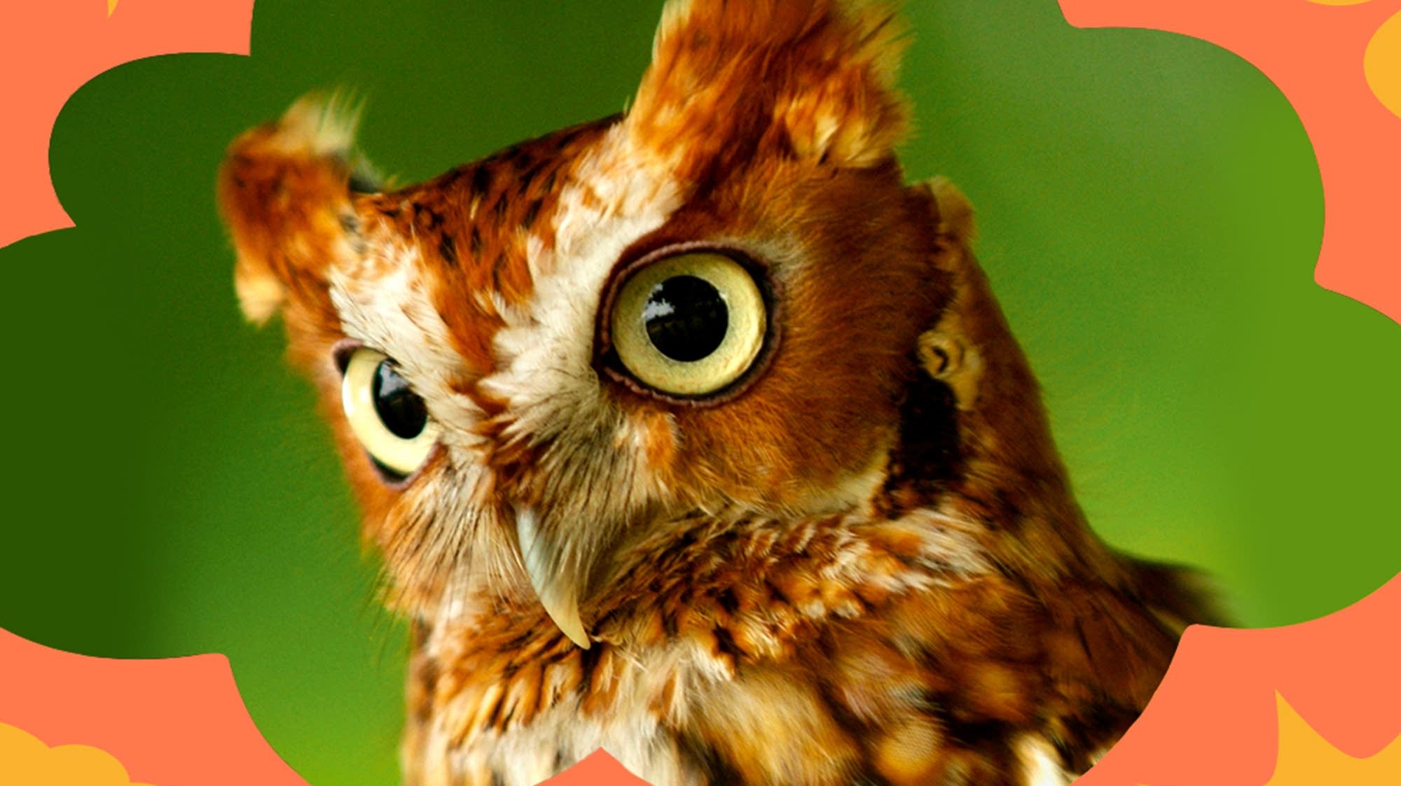 How far can an owl turn its head? Moment of Um