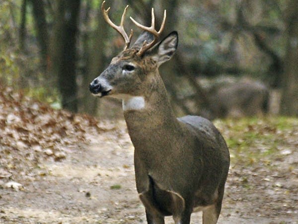 Minnesota DNR says deer harvest opportunities look good in most areas of state