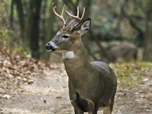 A yearling buck