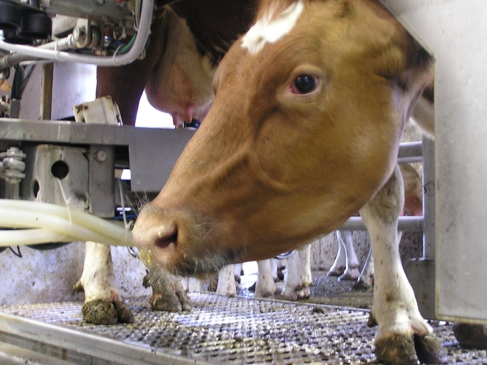 Robot milker