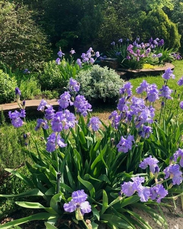 Rebecca Winn’s irises on Easter morning 2020.