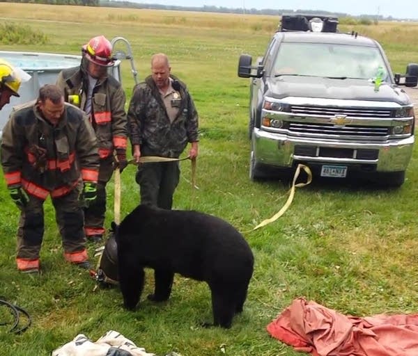 bear_1