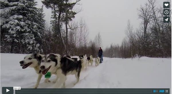 Minnesota moments: Dog sledding