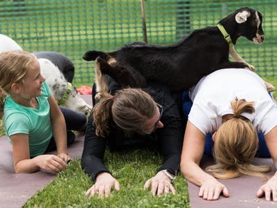 Goat yoga