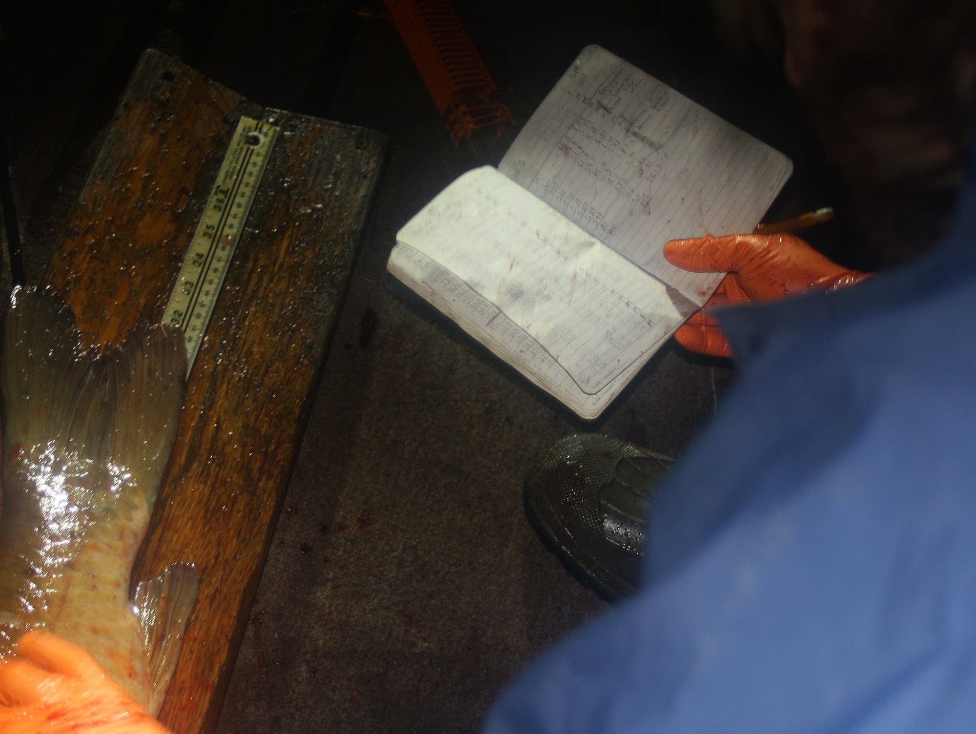Researcher Alec Lackmann takes notes on each fish killed.