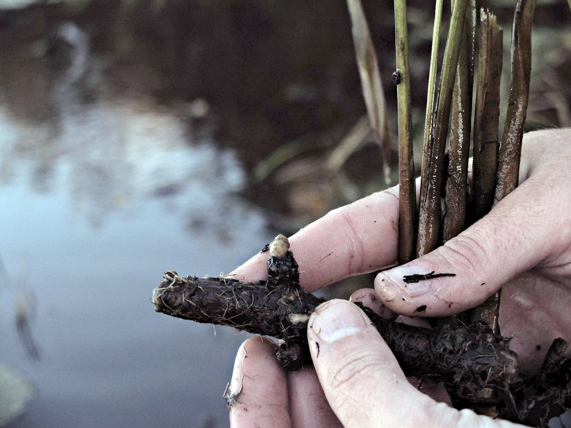 A flowering rush rhizome pulled from Lake Sallie.