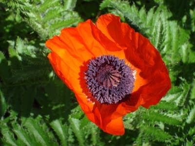 red poppy