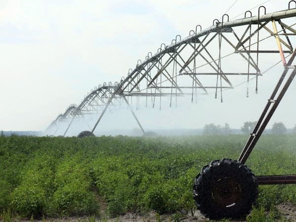 An irrigator waters potato plants